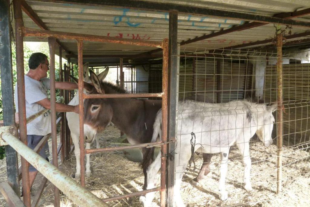 Finca Los Burros Tolatán Eksteriør billede