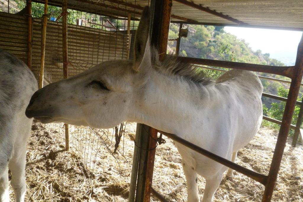 Finca Los Burros Tolatán Eksteriør billede